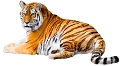 tigris_24