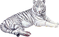 tigris_240