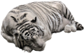 tigris_242
