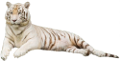 tigris_244