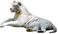 tigris_246