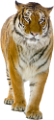 tigris_248