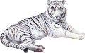 tigris_25