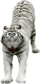 tigris_253