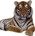 tigris_257