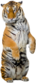 tigris_258