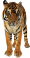 tigris_259