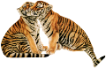 tigris_26