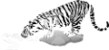 tigris_260