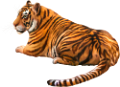 tigris_261