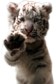 tigris_262