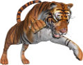 tigris_263