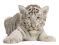tigris_267