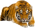 tigris_268