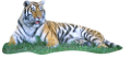 tigris_269