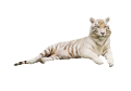 tigris_271