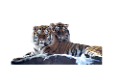 tigris_273