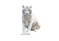 tigris_276