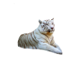 tigris_277