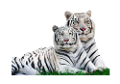 tigris_278