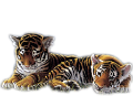 tigris_28