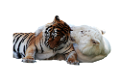 tigris_280