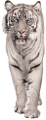 tigris_281