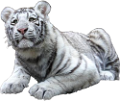 tigris_285
