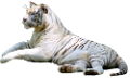 tigris_286