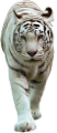tigris_287