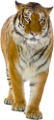 tigris_288