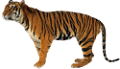 tigris_289
