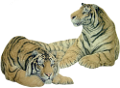 tigris_290