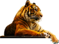 tigris_292