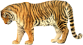 tigris_293