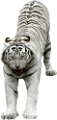 tigris_294
