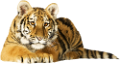 tigris_295