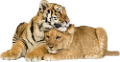 tigris_296