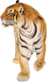 tigris_297