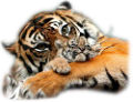tigris_299