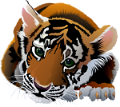 tigris_3