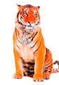 tigris_30