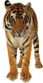 tigris_303