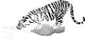 tigris_304