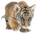 tigris_309