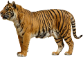 tigris_31