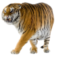 tigris_311