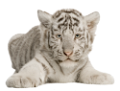 tigris_312
