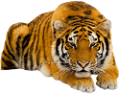tigris_313