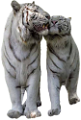 tigris_318